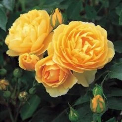 Rosa Ausmas (Graham Thomas) - David Austin Shrub Rose -Plant Series Store Rosa Graham Thomas 5
