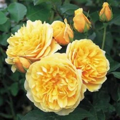 Rosa Ausmas (Graham Thomas) - David Austin Shrub Rose -Plant Series Store Rosa Graham Thomas 6