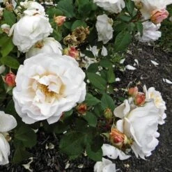 Rosa Gruss An Achen - Old Shrub Rose -Plant Series Store Rosa Gruss an Aachen 5