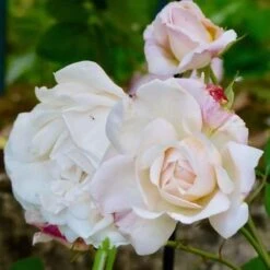 Rosa Gruss An Achen - Old Shrub Rose -Plant Series Store Rosa Gruss an Aachen 7