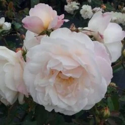 Rosa Gruss An Achen - Old Shrub Rose -Plant Series Store Rosa Gruss an Aachen 8