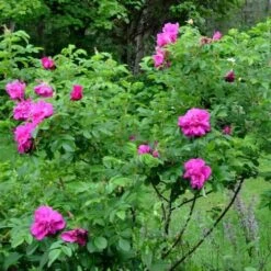 Rosa Hansa - Rugosa Rose -Plant Series Store Rosa Hansa 4