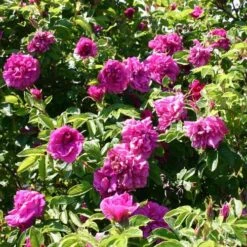Rosa Hansa - Rugosa Rose -Plant Series Store Rosa Hansa 5