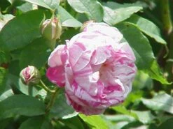 Rosa Honorine De Brabant - Old Shrub Rose -Plant Series Store Rosa Honorine de Brabant 1