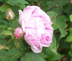 Rosa Honorine De Brabant - Old Shrub Rose -Plant Series Store Rosa Honorine de Brabant 2