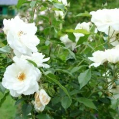 Rosa Iceberg - Climbing Rose -Plant Series Store Rosa Iceberg 3