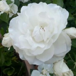 Rosa Iceberg - Climbing Rose -Plant Series Store Rosa Iceberg 4