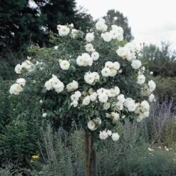 Rosa Iceberg - Climbing Rose -Plant Series Store Rosa Iceberg Standard 1