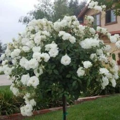 Rosa Iceberg - Climbing Rose -Plant Series Store Rosa Iceberg Standard 2