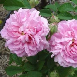 Rosa Ispahan - Old Shrub Rose -Plant Series Store Rosa Ispahan 2