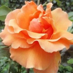 Rosa Just Joey - Hybrid Tea Shrub Rose -Plant Series Store Rosa Just Joey 2