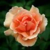 Rosa Just Joey - Hybrid Tea Shrub Rose