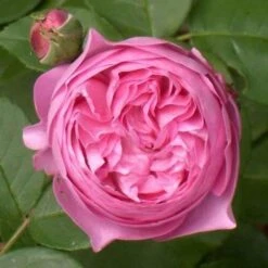 Rosa Louise Odier - Old Shrub Rose -Plant Series Store Rosa Louise Odier X