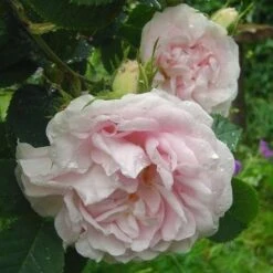 Rosa Maiden’s Blush - Old Shrub Rose -Plant Series Store Rosa Maidens Blush 2