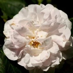 Rosa Maiden’s Blush - Old Shrub Rose -Plant Series Store Rosa Maidens Blush 3