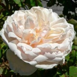 Rosa Mme Alfred Carriere - Climbing Rose -Plant Series Store Rosa Mme Alfred Carriere 3