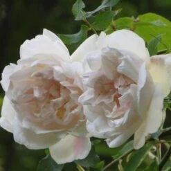 Rosa Mme Alfred Carriere - Climbing Rose -Plant Series Store Rosa Mme Alfred Carriere 4