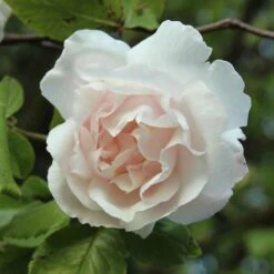 Rosa Mme Alfred Carriere - Climbing Rose -Plant Series Store Rosa Mme Alfred Carriere 5