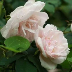 Rosa Mme Alfred Carriere - Climbing Rose -Plant Series Store Rosa Mme Alfred Carriere 6
