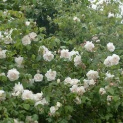 Rosa Mme Alfred Carriere - Climbing Rose -Plant Series Store Rosa Mme Alfred Carriere 7