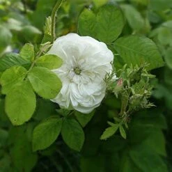 Rosa Madame Hardy - Old Shrub Rose