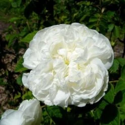 Rosa Madame Hardy - Old Shrub Rose -Plant Series Store Rosa Mme Hardy 3