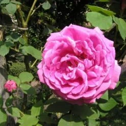 Rosa Mme Isaac Pereire - Old Shrub/Climbing Rose -Plant Series Store Rosa Mme Isaac Pereire 2