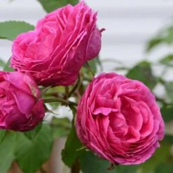 Rosa Mme Isaac Pereire - Old Shrub/Climbing Rose -Plant Series Store Rosa Mme Isaac Perriere 4