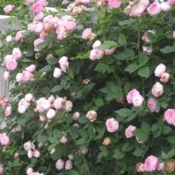 Rosa Mme Pierre Oger - Old Shrub Rose -Plant Series Store Rosa Mme Pierre Oger 1