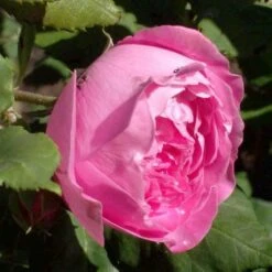 Rosa Mme Pierre Oger - Old Shrub Rose -Plant Series Store Rosa Mme Pierre Oger 3