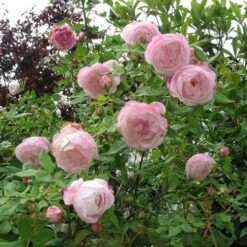 Rosa Mme Pierre Oger - Old Shrub Rose -Plant Series Store Rosa Mme Pierre Oger 4