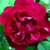 Rosa Mrs Anthony Waterer - Rugosa Rose