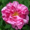 Rosa Mundi - Old Gallica Shrub Rose