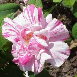 Rosa Mundi - Old Gallica Shrub Rose -Plant Series Store Rosa Mundi 3