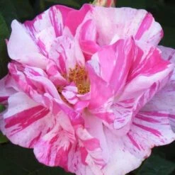 Rosa Mundi - Old Gallica Shrub Rose -Plant Series Store Rosa Mundi 4