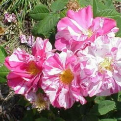 Rosa Mundi - Old Gallica Shrub Rose -Plant Series Store Rosa Mundi 5