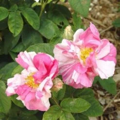 Rosa Mundi - Old Gallica Shrub Rose -Plant Series Store Rosa Mundi X