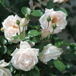 Rosa New Dawn - Climbing Rose -Plant Series Store Rosa New Dawn 3