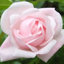 Rosa New Dawn - Climbing Rose -Plant Series Store Rosa New Dawn 4