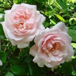 Rosa New Dawn - Climbing Rose -Plant Series Store Rosa New Dawn 5