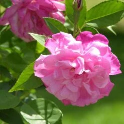Rosa Old Blush China - Old Shrub Rose -Plant Series Store Rosa Old Blush 3