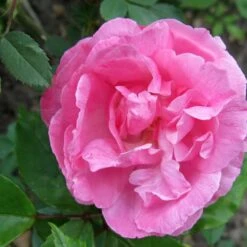 Rosa Old Blush China - Old Shrub Rose -Plant Series Store Rosa Old Blush 4