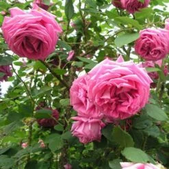 Rosa Old Pink Moss - Old Moss Shrub Rose -Plant Series Store Rosa Old Pink Moss 4
