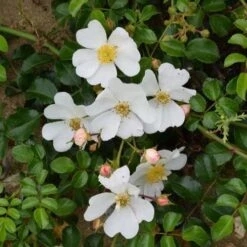 Rosa Partridge - Groundcover Rose