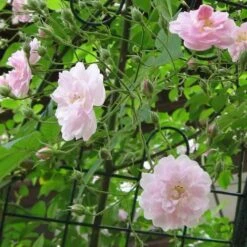 Rosa Paul's Himalayan Musk - Rambling Rose 8 Rosa Paul's Himalayan Musk - Rambling Rose -Plant Series Store Rosa Pauls Himalayan Musk 1