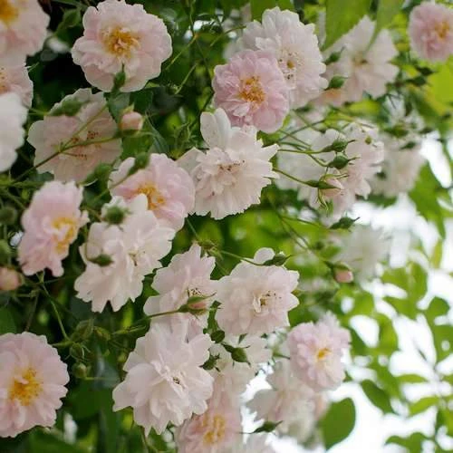Rosa Paul's Himalayan Musk - Rambling Rose 5 Rosa Paul's Himalayan Musk - Rambling Rose - Image 5