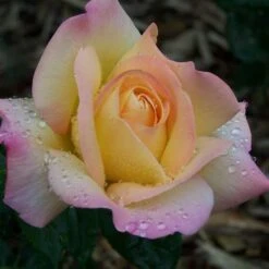 Rosa Peace - Hybrid Tea Shrub Rose -Plant Series Store Rosa Peace 3