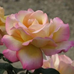 Rosa Peace - Hybrid Tea Shrub Rose -Plant Series Store Rosa Peace X