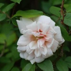 Rosa Perle D'Or - Old Shrub Rose -Plant Series Store Rosa Perle d Or 04