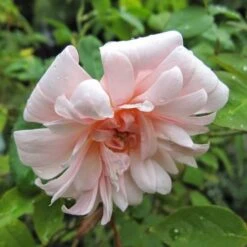 Rosa Perle D'Or - Old Shrub Rose -Plant Series Store Rosa Perle d Or 06